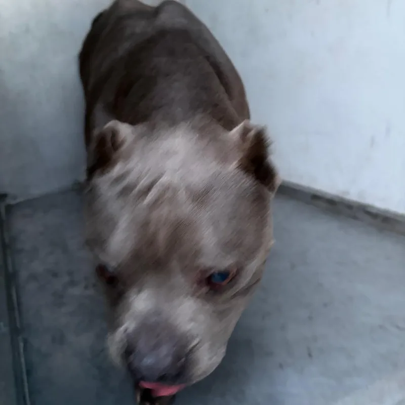 An adult medium-sized male Pit Bull Terrier dog named Nano for adoption in Edinburg, TX