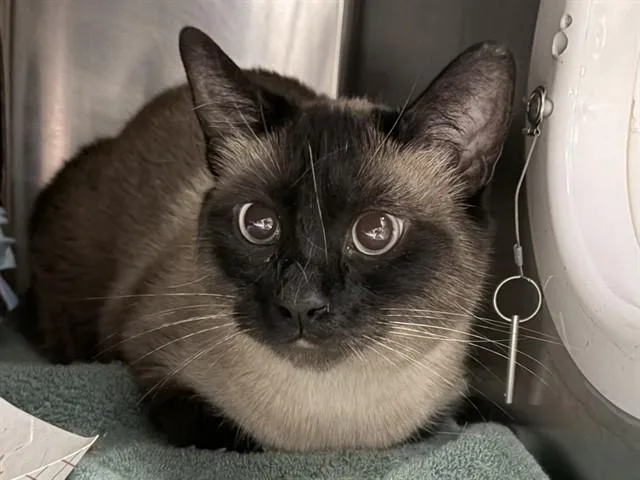 An adult large-sized female Siamese cat named Percy for adoption in Ames, IA