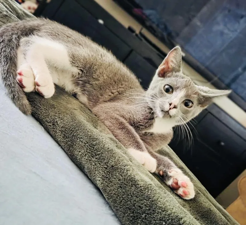 A baby medium-sized male American Shorthair cat named Aries for adoption in Arlington, TX