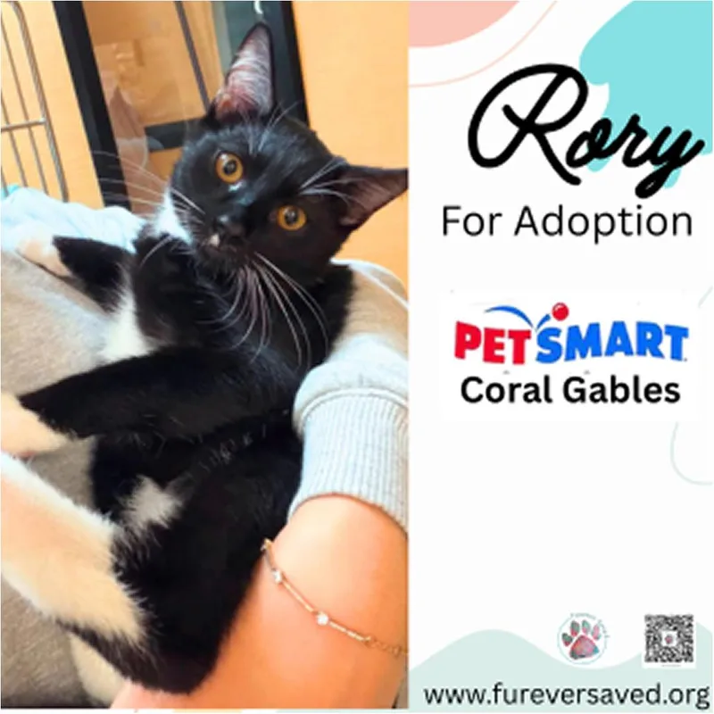 A baby small-sized female Black & White / Tuxedo Domestic Short Hair cat named Rory for adoption in Miami, FL