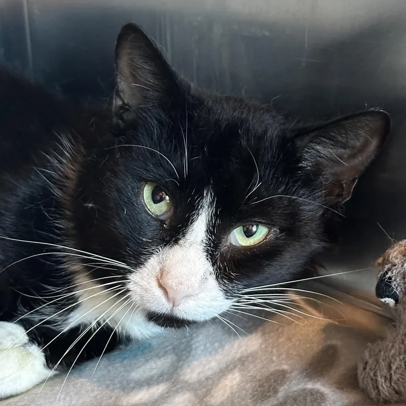An adult large-sized male Black Domestic Short Hair cat named Mick Jagger for adoption in Matteson, IL