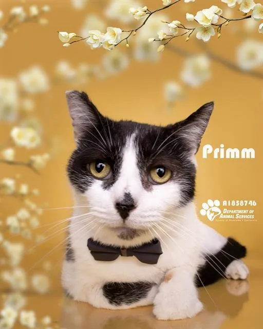 An adult medium-sized male Domestic Short Hair cat named Primm for adoption in Riverside, CA