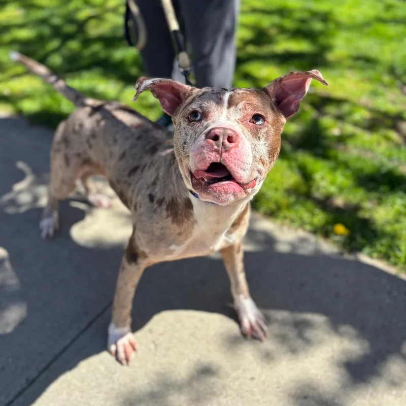 An adult medium-sized male White / Cream Catahoula Leopard Dog dog named Merlin for adoption in Hampton Bays, NY