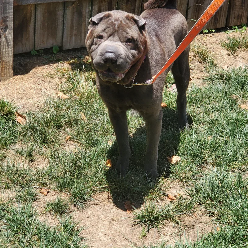 An adult medium-sized male Shar-Pei dog named Chubby for adoption in Olney, MD