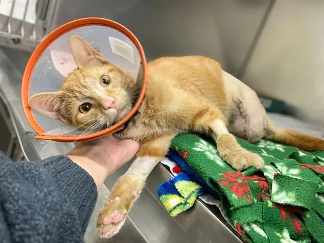 A young small-sized male Domestic Short Hair cat named Fitzgerald for adoption in Fort Wayne, IN