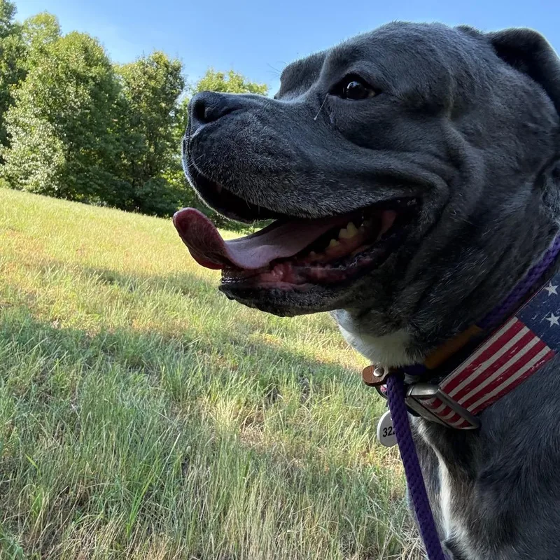 A senior extra large-sized male Gray / Blue / Silver Cane Corso dog named Big Mac for adoption in manchester, PA