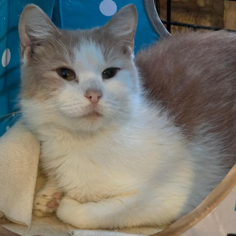 An adult medium-sized female Orange / Red Domestic Short Hair cat named Ivy for adoption in Park Falls, WI
