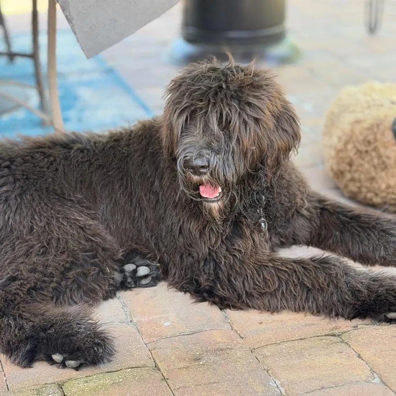 A young extra large-sized male Black Old English Sheepdog dog named Vinny for adoption in Sarasota, FL