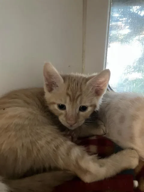 A baby small-sized male Domestic Short Hair cat named Cosby for adoption in Long Beach, CA