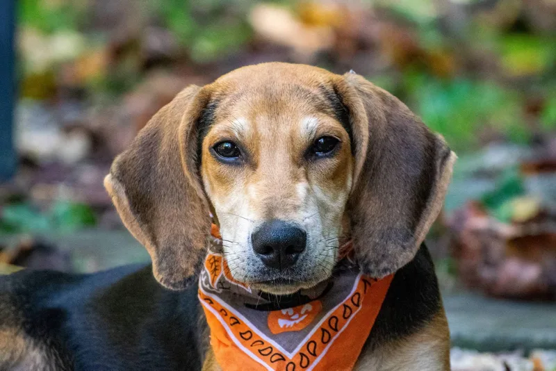 A baby small-sized male Hound dog named Tracker for adoption in Sevierville, TN