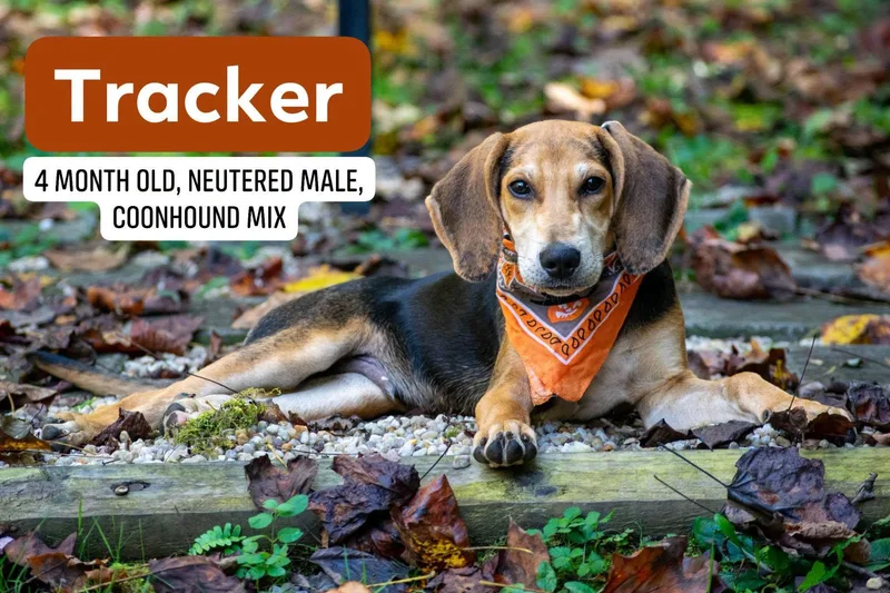 Tracker thumbnail 3
