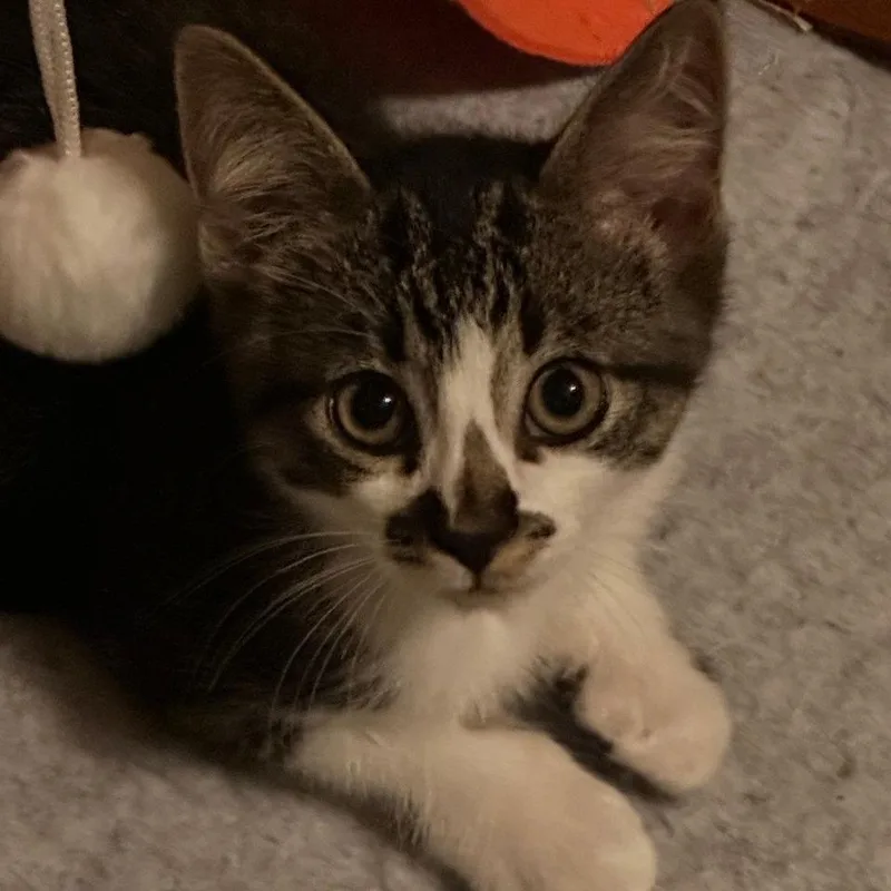 A baby small-sized male Brown / Chocolate Domestic Short Hair cat named Mystique for adoption in Inver Grove Heights, MN