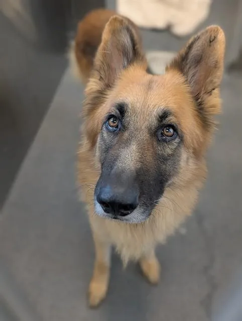 An adult large-sized male Mixed Breed dog named Kong for adoption in Dallas, TX