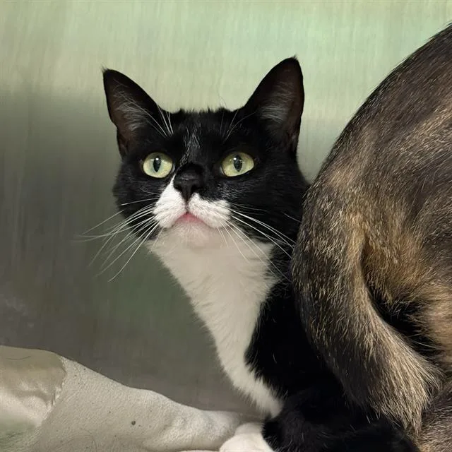 An adult small-sized female Domestic Medium Hair cat named Snocap for adoption in Centerville, MA