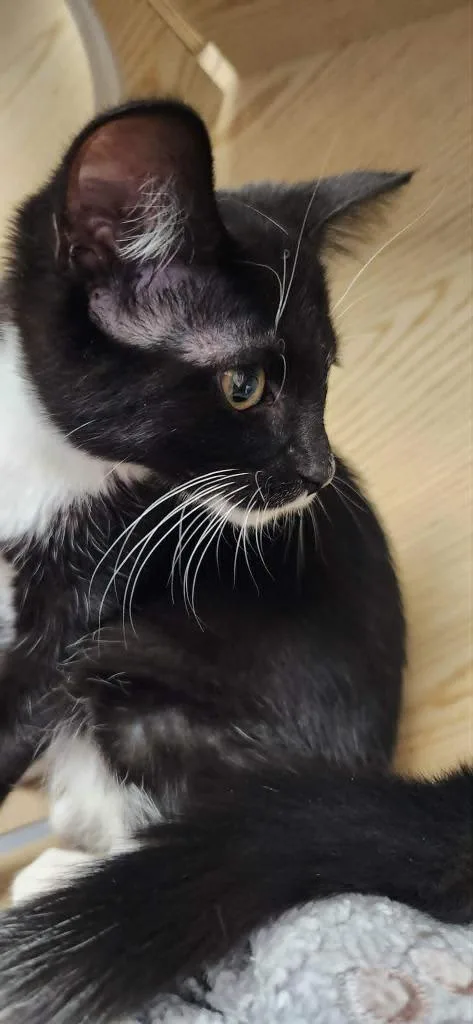 A baby medium-sized female Domestic Short Hair cat named Lovebug for adoption in Warren, MI