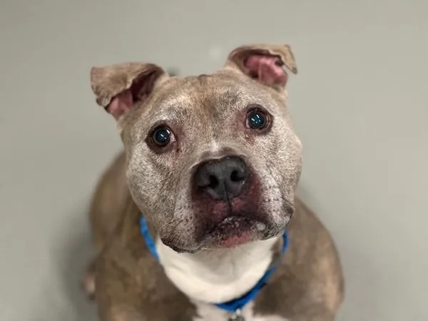 A senior large-sized male Mixed Breed dog named Bandit for adoption in Ridgewood, NY