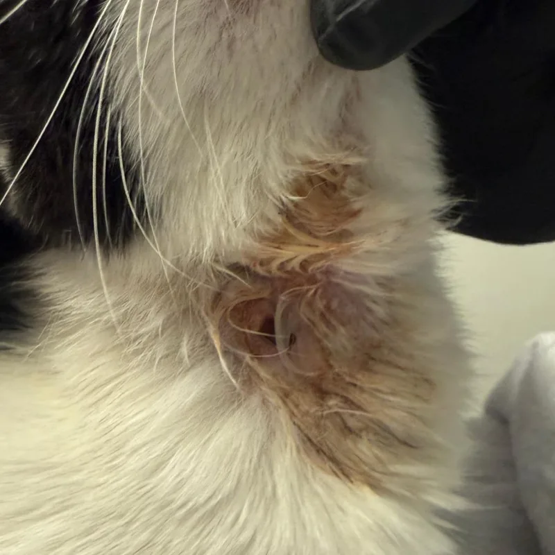 Rosie thumbnail 4