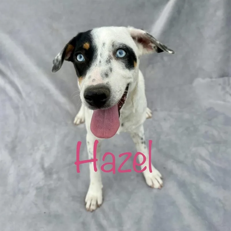 Hazel