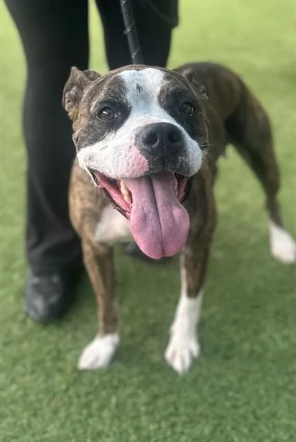 An adult large-sized female Mixed Breed dog named Cookie for adoption in Dallas, TX
