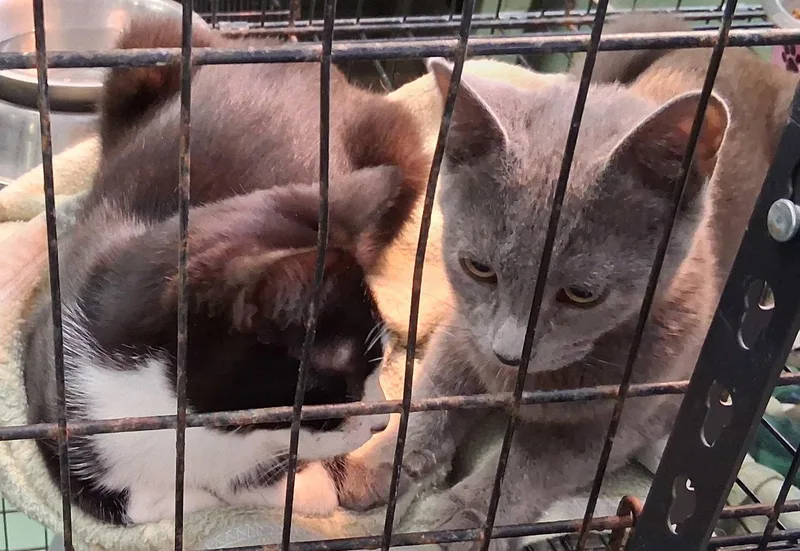 A baby medium-sized female Gray / Blue / Silver Domestic Medium Hair cat named Enola for adoption in Mcconnelsville, OH
