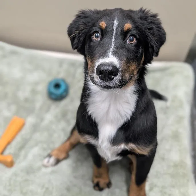 A baby medium-sized female Mixed Breed dog named Layla for adoption in West Olive, MI