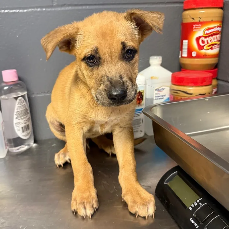 A baby medium-sized female Brown / Chocolate Black Mouth Cur dog named Tuscstray for adoption in Tuscaloosa, AL