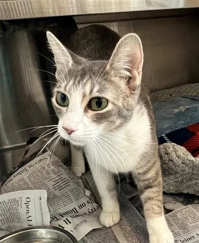 A young large-sized female Domestic Short Hair cat named Dahlia for adoption in Houston, TX