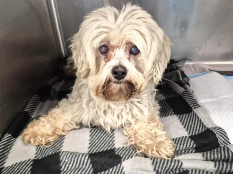 An adult medium-sized male Lhasa Apso dog named Tontin for adoption in Houston, TX