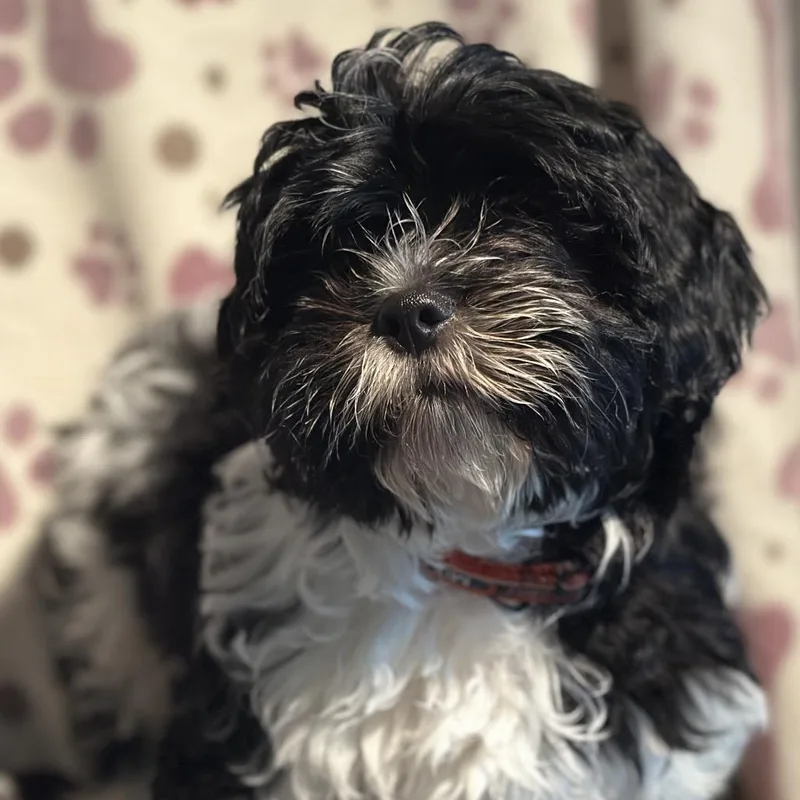 A baby small-sized male Black Shih Tzu dog named Stormy for adoption in Kissimmee, FL