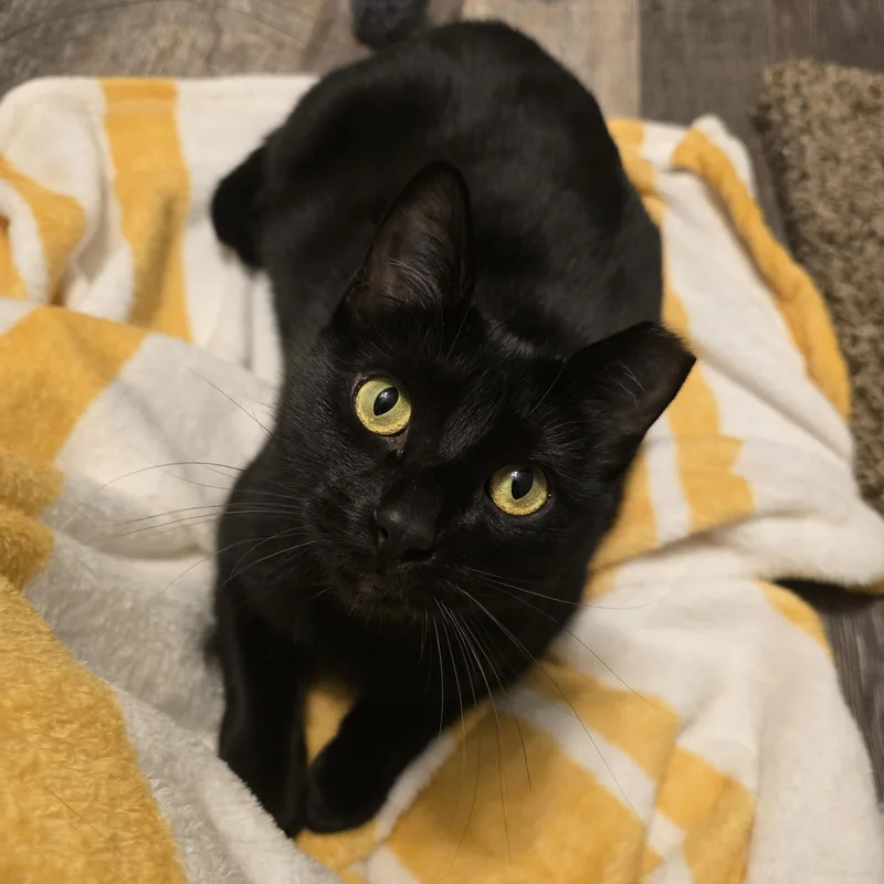 A young medium-sized female Black Domestic Short Hair cat named Osprey for adoption in Warr Acres, OK