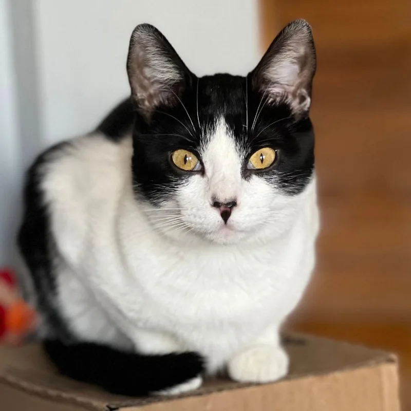 Miss Maple