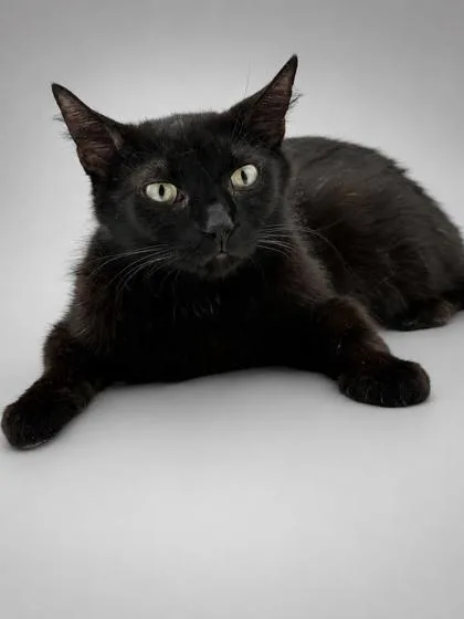 An adult medium-sized female Domestic Short Hair cat named Maple for adoption in Bowling Green, KY