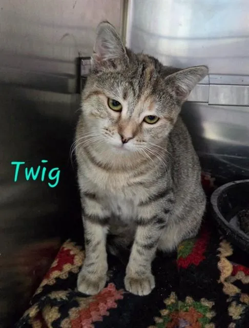 A young small-sized female Domestic Short Hair cat named Twig for adoption in Westminster, MD