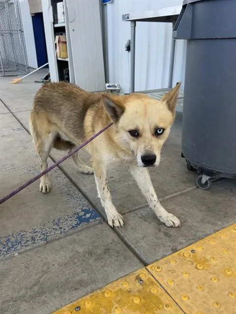 A young medium-sized male Tricolor (Brown, Black, & White) Shepherd dog named Diggs for adoption in Thousand Oaks, CA