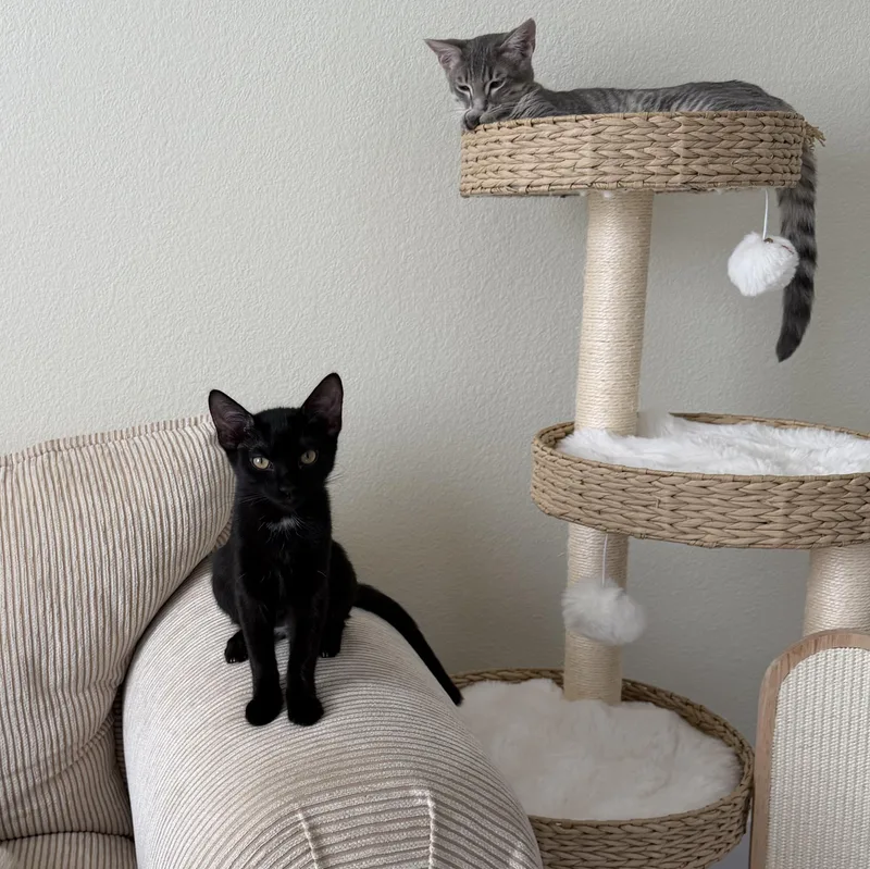 A baby medium-sized female Black Domestic Short Hair cat named Hershey for adoption in Brentwood, CA