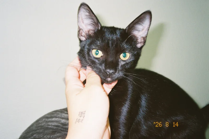 Hershey thumbnail 2