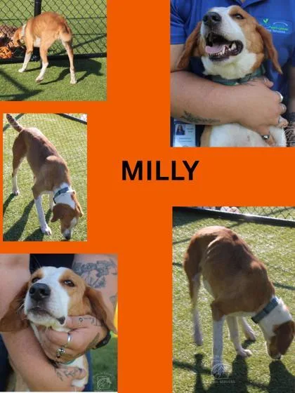 Milly thumbnail 3