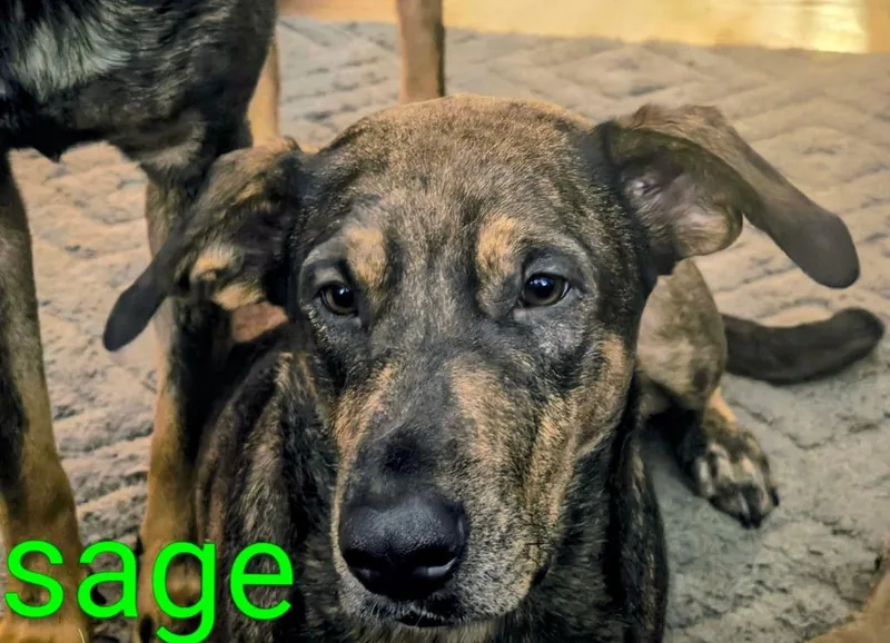 Sagey