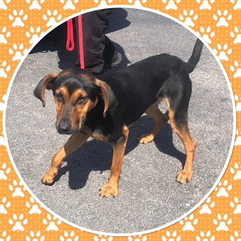 A young medium-sized male Black Mixed Breed dog named Dobby for adoption in Buckhannon, WV