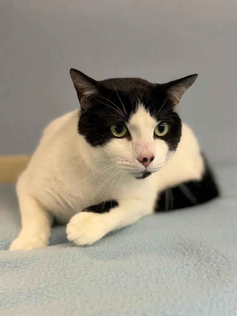 A young medium-sized male Tuxedo cat named Rex for adoption in Lovingston, VA