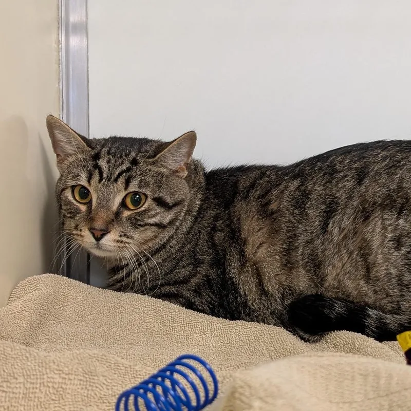 A young large-sized male Domestic Short Hair cat named Timon for adoption in Birdsboro, PA