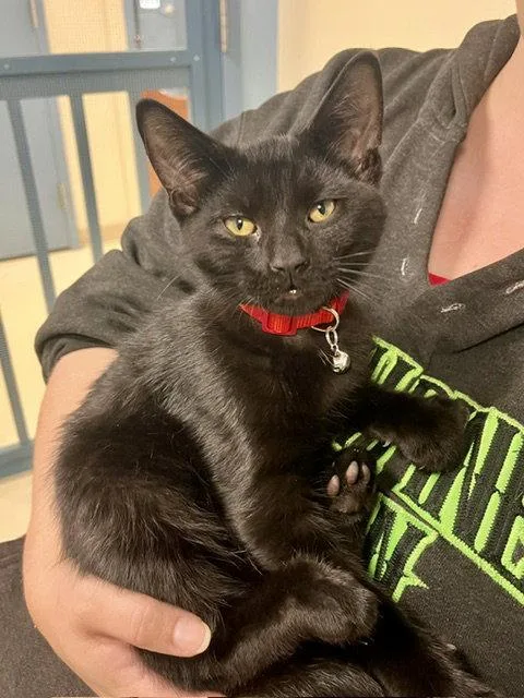 A young small-sized male Domestic Short Hair cat named Sano for adoption in Webster, WI