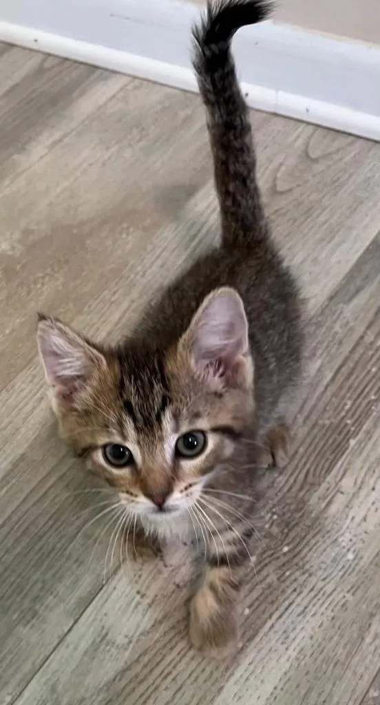 A baby small-sized male Domestic Short Hair cat named Ringo for adoption in Saint Clairsville, OH