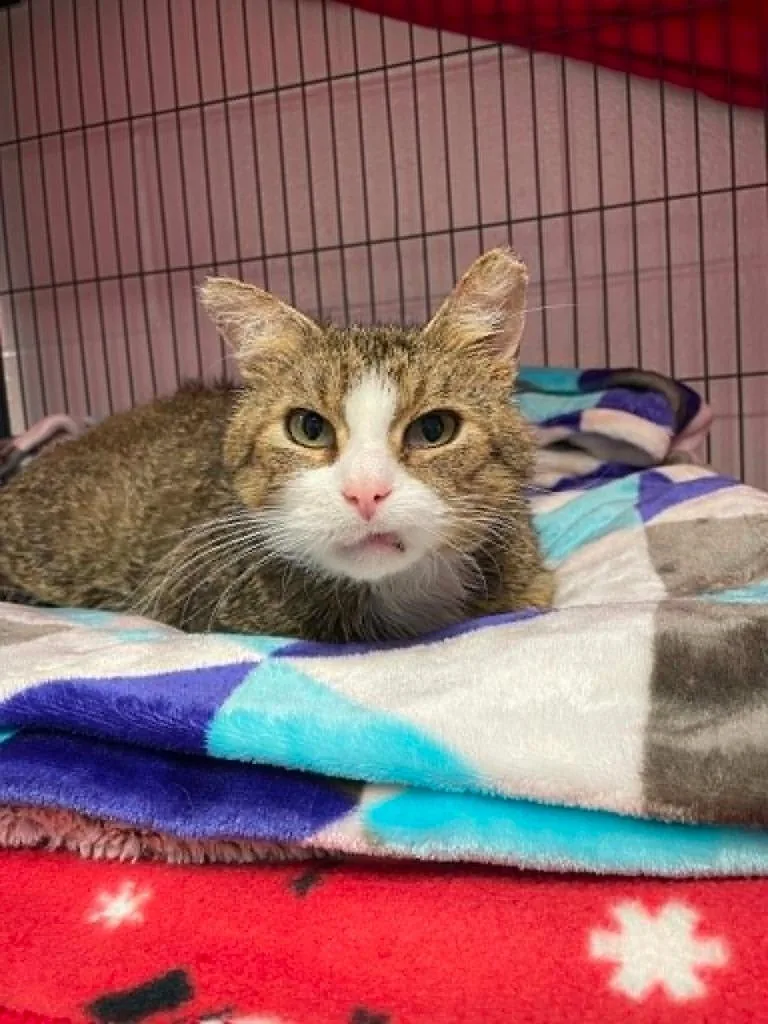 An adult medium-sized male Domestic Short Hair cat named Brew for adoption in Hamilton, OH