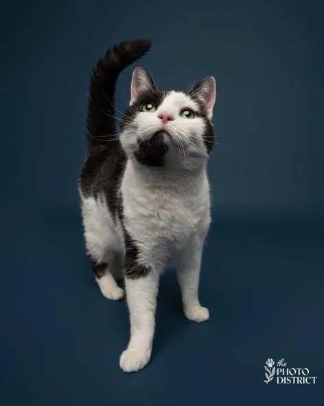 A senior medium-sized female Domestic Short Hair cat named Lady Cleo for adoption in Wilmington, NC