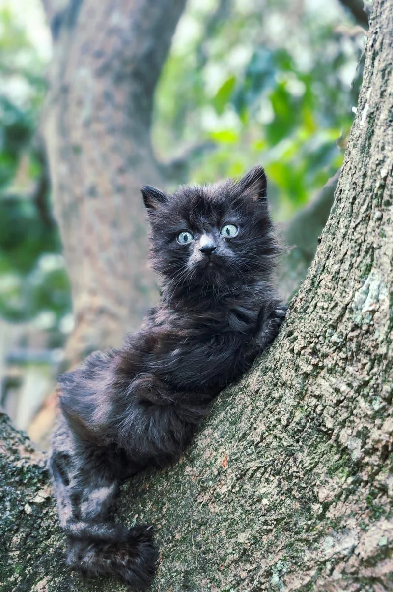 Molasses thumbnail 2