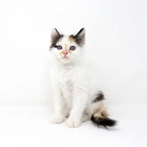A baby medium-sized female Domestic Short Hair cat named Soju for adoption in Florence, AZ