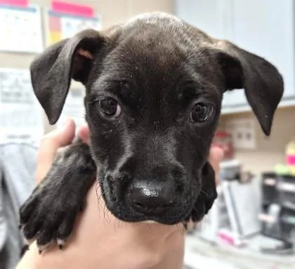 A baby medium-sized female Labrador Retriever dog named Madelyn for adoption in Aurora, IL