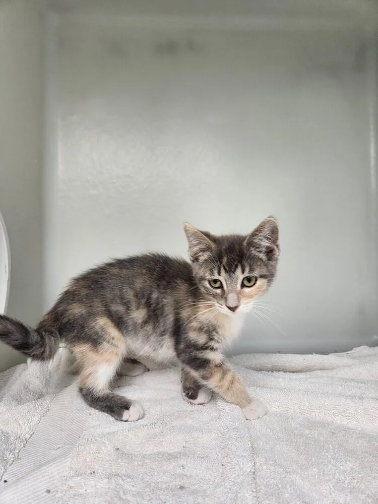 A baby small-sized female Domestic Short Hair cat named Brigitte for adoption in Westfield, WI