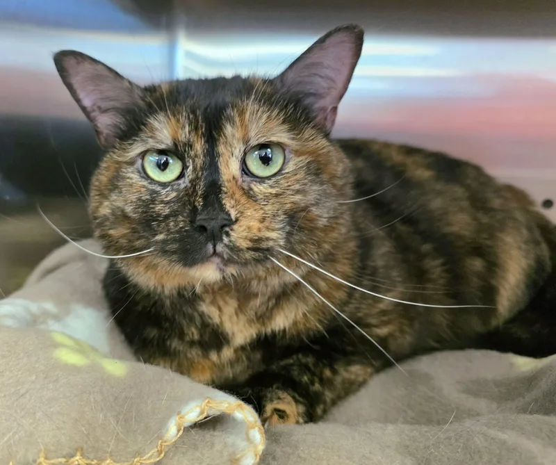 An adult medium-sized female Tortoiseshell Domestic Short Hair cat named Mimi for adoption in Oak Ridge, TN